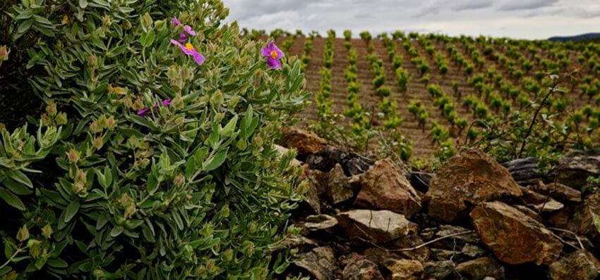 Domaine ABBAYE Sylva Plana, Languedoc