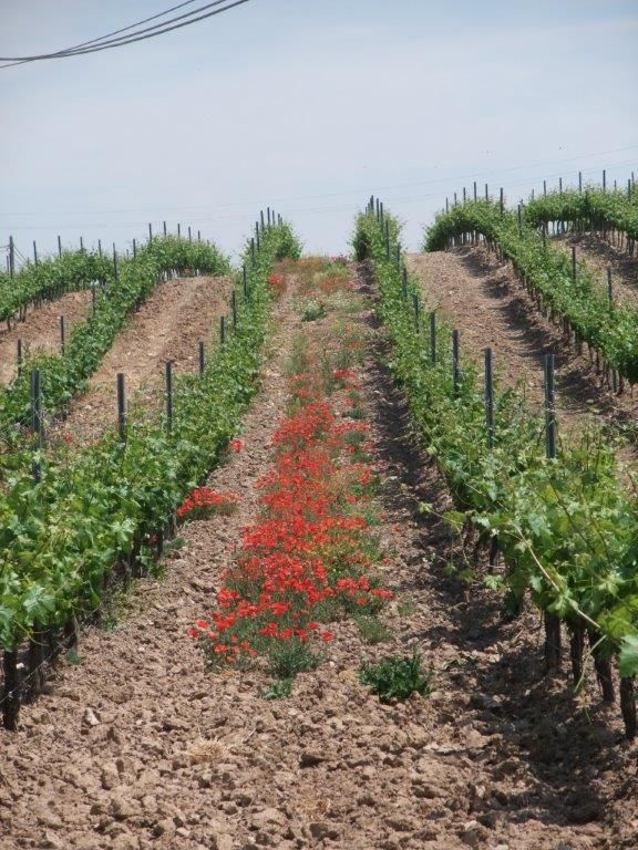 NEXUS, Ribera del Duero