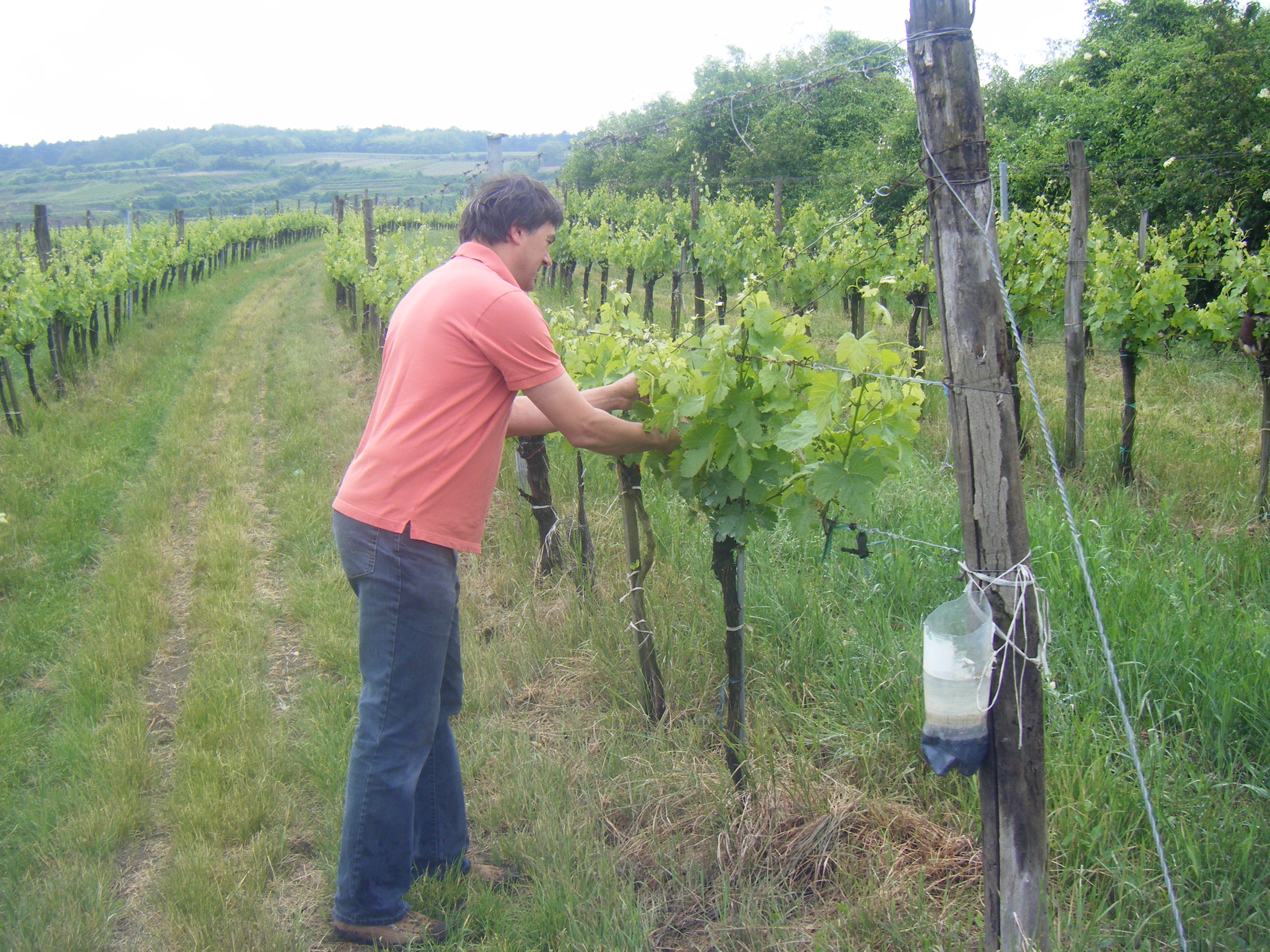 WIMMER-CZERNY, Wagram - BIO (Demeter)