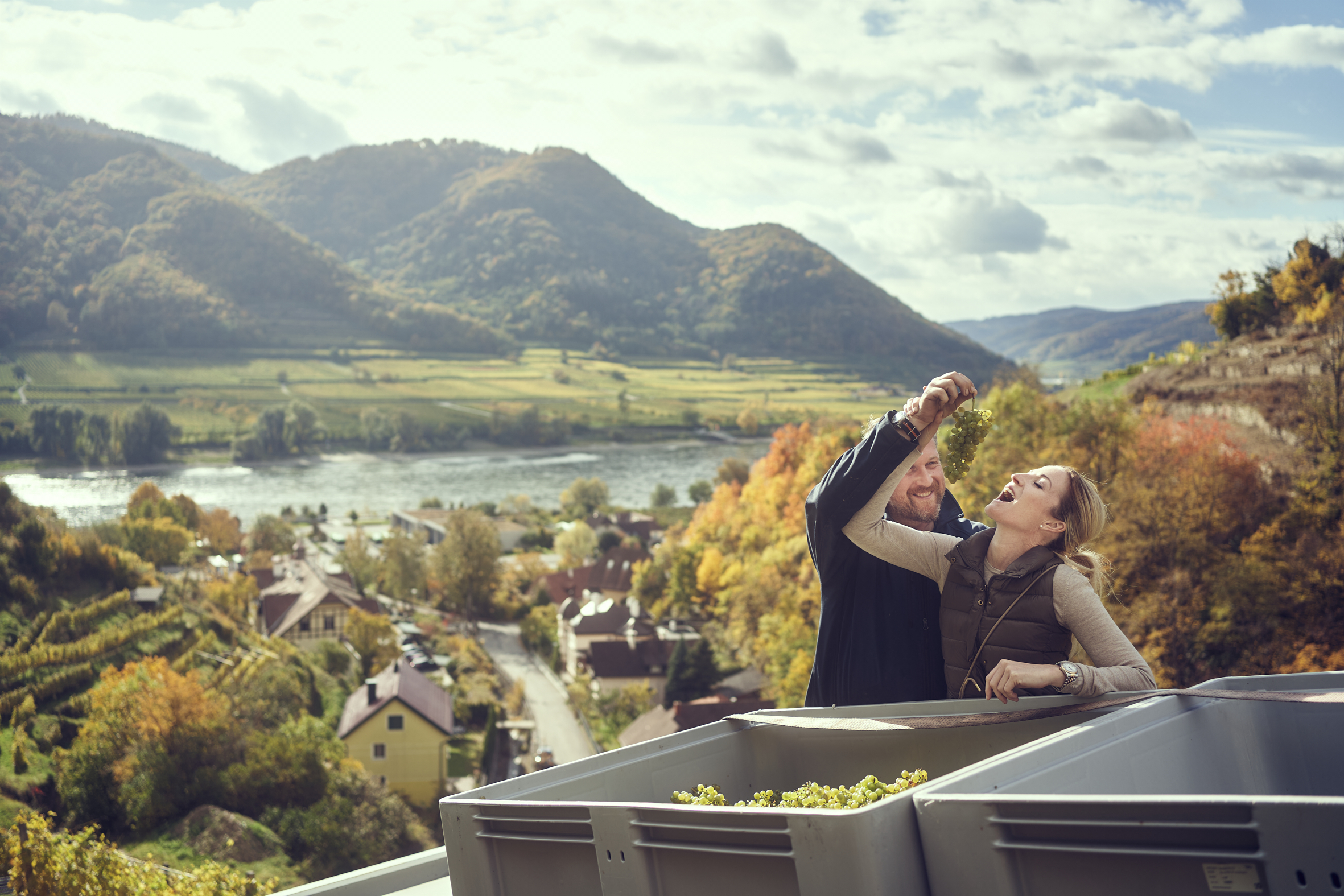 DONABAUM, Wachau