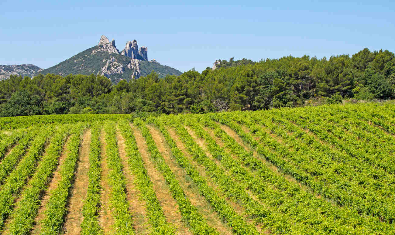 DOM. MAS DES BRESSADES, Rhône - BIO