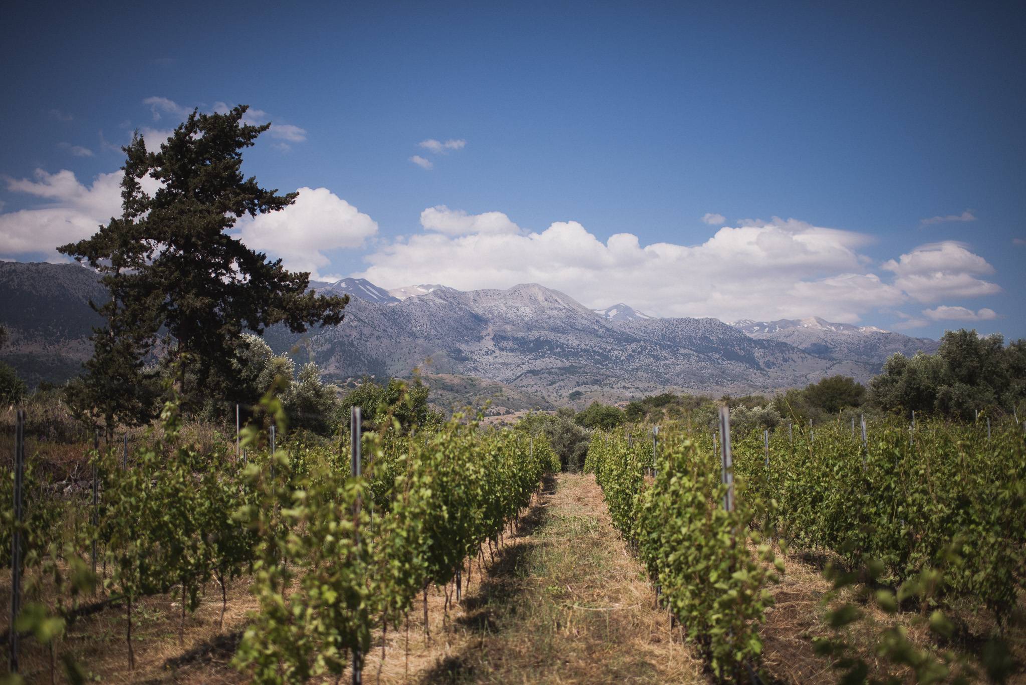 DOURAKIS Winery, Kreta